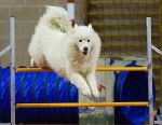 Chitie - Samoyède (5 ans)