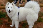 LASKY - Samoyède (8 mois)