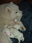 Puppys of Sandy - Samoyède (3 mois)