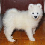 Liza - Samoyède (6 mois)