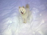 Aspen Samoyedo - Samoyède Mâle (4 ans)