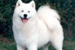 Ricky - Samoyède Mâle (2 ans)