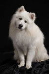 marie - Samoyède (1 an)