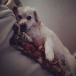 Zeus - Samoyède Mâle (3 ans)