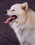 Samoyède - Samoyède