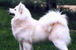 Samoyède - Samoyède