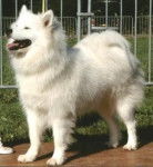 Samoyède - Samoyède