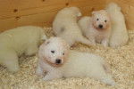 Samoyèdes, bébés de Shinook - Samoyède