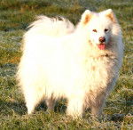 Samoyède - Shinook - Samoyède