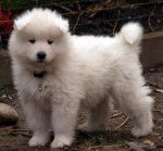 Samoyède - Aegirsson Briska - Samoyède