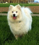Samoyède - Shinook - Samoyède