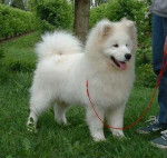 samoyede - Samoyède