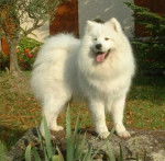 samoyede - Samoyède