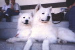 samoyede - Samoyède