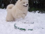 samoyede Vilorik Taiga Des Plaines de Siberie - Samoyède