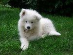 Samoyede - BRISBY - Samoyède