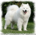 Samoyède De Sanna Gourska - Samoyède