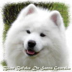 Samoyède De Sanna Gourska - Samoyède