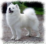 Samoyède De Sanna Gourska - Samoyède