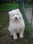 samoyede - Fhennyx - Samoyède