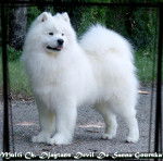 Samoyède - Djaytans Devil De Sanna Gourska - Samoyède