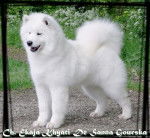 Samoyède - Ch. Ekaja Khyati De Sanna Gourska - Samoyède