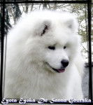 Samoyède - Ch. Eyota Eyoka De Sanna Gourska - Samoyède