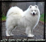 Samoyède - JCh. Eyoka Elan De Sanna Gourska - Samoyède