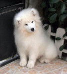 Fidji(à 2 mois et demi) - Samoyède Mâle (2 mois)