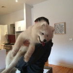 Shiraz - Samoyède Mâle (9 mois)