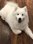 Louma - Samoyède (3 ans et demi)