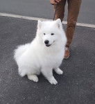 Louma - Samoyède (3 ans et demi)