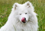 Photo Samoyède