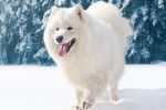 Photo Samoyède