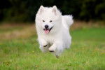 Un Samoyède en train de courir sur l'herbe