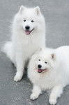 Photo Samoyède