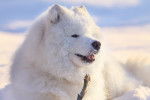 Photo Samoyède