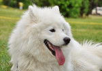 Photo Samoyède