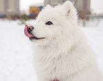 Photo Samoyède