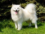 Photo Samoyède