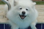 Photo Samoyède