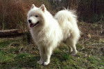 Photo Samoyède