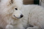 Photo Samoyède