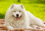 Un beau Samoyède allongé sur une couverture sur l'herbe