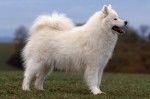 Un beau Samoyède blanc debout dans un champ