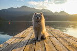 Un Samoyède assis sur un ponton en bois au bord d'un lac