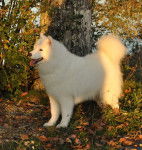 Izzy - Samoyède (10 mois)