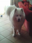 Daïruk - Samoyède Mâle (4 ans)