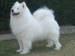 pelusa - Samoyède (4 ans)