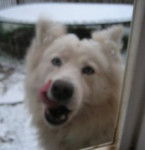 Kodyak - Samoyède Mâle (4 ans)